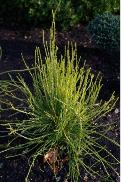 Характеристика Туи восточной Фрэнки Бой